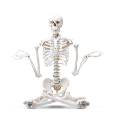 Artificial human skeleton model isolated on white