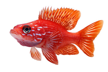 Fototapeta premium Vibrant red fish swimming gracefully against a white isolated background.