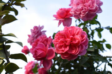 Beautiful pink white rose flower closeup in garden, A very beautiful pink white yellow rose flower bloomed on the rose tree, Rose flower closeup, bloom flowers, Natural spring flower floral background