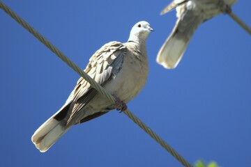 bird pigeon on a wire