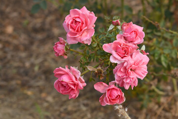 Beautiful pink white rose flower closeup in garden, A very beautiful pink white yellow rose flower bloomed on the rose tree, Rose flower closeup, bloom flowers, Natural spring flower floral background