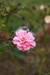 Beautiful pink white rose flower closeup in garden, A very beautiful pink white yellow rose flower bloomed on the rose tree, Rose flower closeup, bloom flowers, Natural spring flower floral background