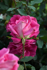 Beautiful pink white rose flower closeup in garden, A very beautiful pink white yellow rose flower bloomed on the rose tree, Rose flower closeup, bloom flowers, Natural spring flower floral background