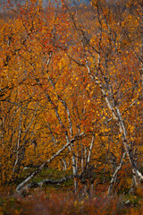 Fototapeta premium In Abisko Nationalpark in Schweden. Polarbirken Wald im Herbst. Farbiger Herbst in Lapland.