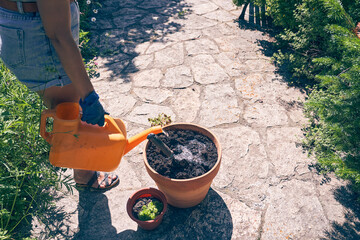 An unrecognizable woman is watering seedlings in a pot. Transplanting seedlings into a larger pot. With space to copy. High quality photo