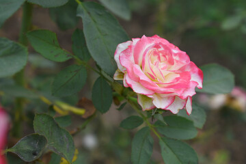 Beautiful pink white rose flower closeup in garden, A very beautiful pink white yellow rose flower bloomed on the rose tree, Rose flower closeup, bloom flowers, Natural spring flower floral background