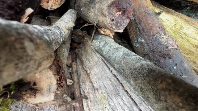 Common lizard (Zootoca vivipara) tries to reach the next piece of wood but falls down. Estonia.