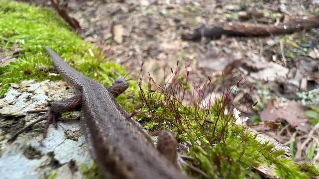 Common lizard (Zootoca vivipara) on a mossy tree trunk..