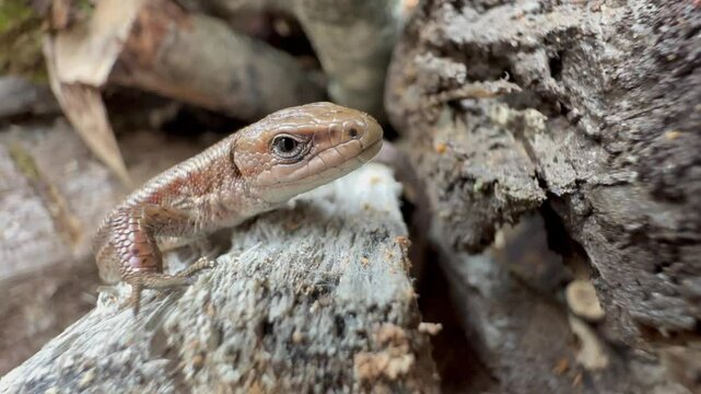Close-up of a Common lizard (Zootoca vivipara) lying motionless on a piece of wood. Estonia.