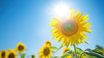 Obraz premium A bright sunflower field stretching into the distance under a clear blue sky.
