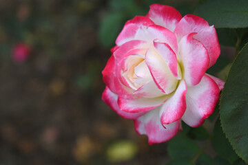 Beautiful pink white rose flower closeup in garden, A very beautiful pink white yellow rose flower bloomed on the rose tree, Rose flower closeup, bloom flowers, Natural spring flower floral background