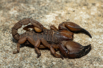 A beautiful Tugela Burrowing Scorpion (Opistophthalmus praedo) from the Tugela River Valley in KwaZulu-Natal, South Africa