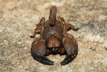 A beautiful Tugela Burrowing Scorpion (Opistophthalmus praedo) from the Tugela River Valley in KwaZulu-Natal, South Africa