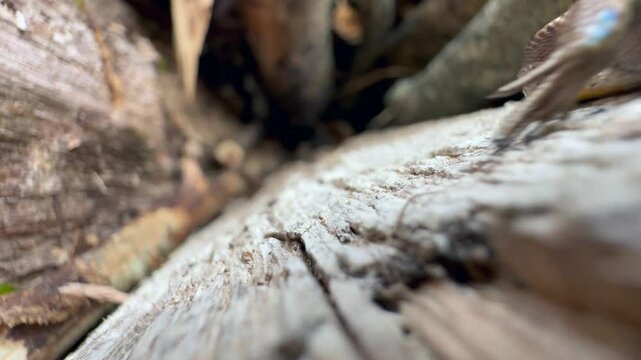 Close-up of Common lizard (Zootoca vivipara) turning its head towards the camera.