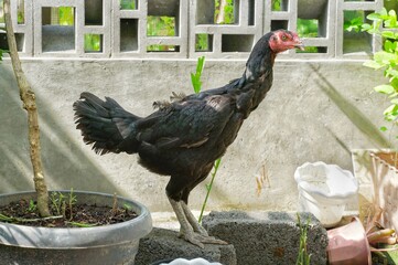 a hen stands near the fence