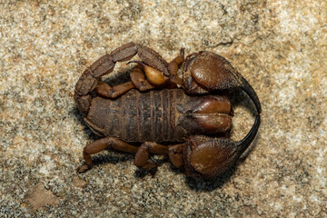 A beautiful Tugela Burrowing Scorpion (Opistophthalmus praedo) from the Tugela River Valley in KwaZulu-Natal, South Africa