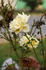Beautiful white rose flower closeup in garden, A very beautiful white rose flower bloomed on the rose tree, Rose flower closeup, bloom flowers, Natural spring flower, Natural floral background,