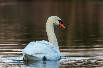 Mute Swan (Cygnus olor) in the Water