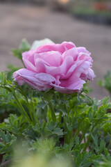 Beautiful Pink ranunculus flower growing in an outdoor flower garden. ranunculus flower closeup, Pink blooming flower, Closeup shot of a beautiful blossoming ranunculus in field