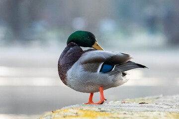 Male Mallard Duck Swimming in the Water (Anas platyrhynchos)