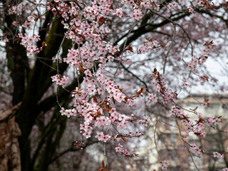 Cherry Blossoms in Spring: Pink Flowers on Tree Branch, Close-Up of Cherry Blossoms on Sunny Day