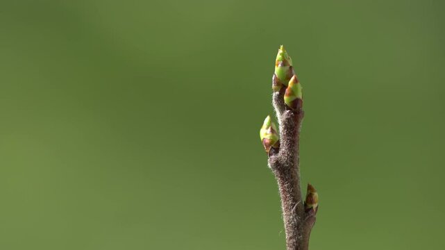 Medlar budding in spring (Mespilus germanica) - (4K)