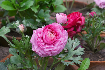 Beautiful Pink ranunculus flower growing in an outdoor flower garden. ranunculus flower closeup, Pink blooming flower, Closeup shot of a beautiful blossoming ranunculus in field