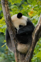 Obraz premium Giant Panda Playing in Chengdu