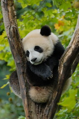 Fototapeta premium Giant Panda Playing in Chengdu