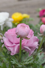 Beautiful Pink ranunculus flower growing in an outdoor flower garden. ranunculus flower closeup, Pink blooming flower, Closeup shot of a beautiful blossoming ranunculus in field