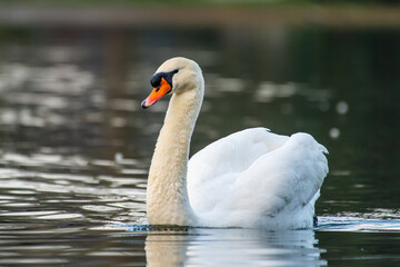 Fototapeta premium Mute Swan (Cygnus olor) Swimming