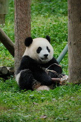 Obraz premium Giant Panda Playing in Chengdu