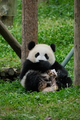 Fototapeta premium Giant Panda Playing in Chengdu
