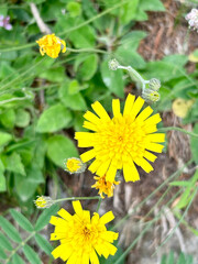 Close-up of vibrant yellow wildflowers blooming amidst lush green foliage, capturing the essence of nature is beauty in a serene outdoor setting.
