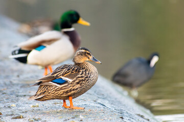 Small Group of Mallards (Anas platyrhynchos) at the Water's Edge