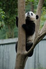 Giant Panda Playing in Chengdu