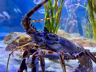 A vibrant spiny lobster displayed in an aquarium environment, showcasing intricate details and...