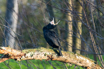 Great Cormorant (Phalacrocorax carbo) Yawning on a Branch, Beak Wide Open, Funny