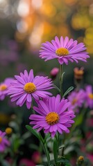 Obraz premium Delicate pink flowers glisten with dewdrops as the soft morning light gently illuminates their petals.