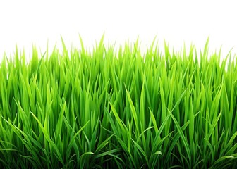 Fototapeta premium Fresh green grass, a stark white backdrop.