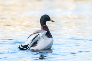 Male Mallard Duck Shaking Its Wings, Splashing Above the Water (Anas platyrhynchos)
