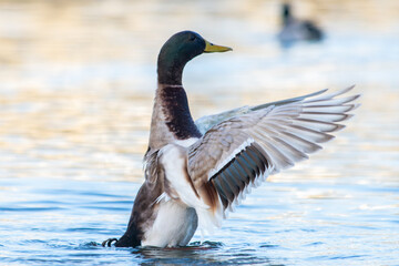 Male Mallard Duck Shaking Its Wings, Splashing Above the Water (Anas platyrhynchos)