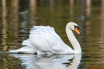 Mute Swan in the Water (Cygnus olor)