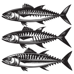 Illustration of fish (mackerel) seafood vector