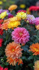 A vast field of colorful daisies stretches under the warm sunlight, their petals glowing in vibrant hues.