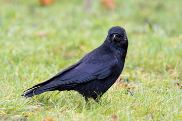 Carrion Crow in the Grass (Corvus corone)