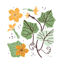 Hand-drawn botanical illustration of flowers, leaves, buds and curls of pumpkin, cucumber and zucchini on a white background. Hand drawn simple flat vector