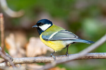 Obraz premium Great Tit on a Branch (Parus major)