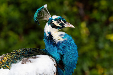 Paon arlequin (Pavo cristatus) 