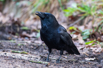 Corneille noire en recherche de nourriture (Corvus corone)
